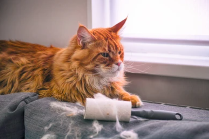 Expert Tips To Keep The Pet Fur In Your House Low